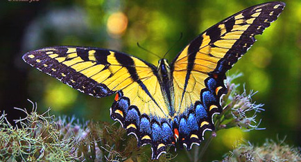 Eastern Tiger Swallowtail