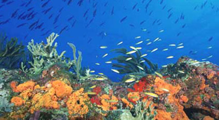 Florida's Coral Reef