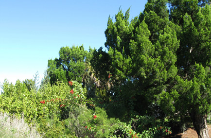 Ancient Yew Trees